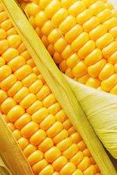 Продам посевной материал кукурузы и подсолнечника