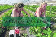 СЕЗОННАЯ РАБОТА В ФИНЛЯНДИИ 2012