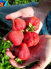 Сезонная работа за рубежом. Работа в Финляндии по уборке урожая. Сбор ягод,  фруктов.